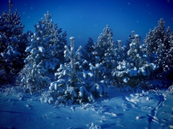 Картинки тайна зимнего леса